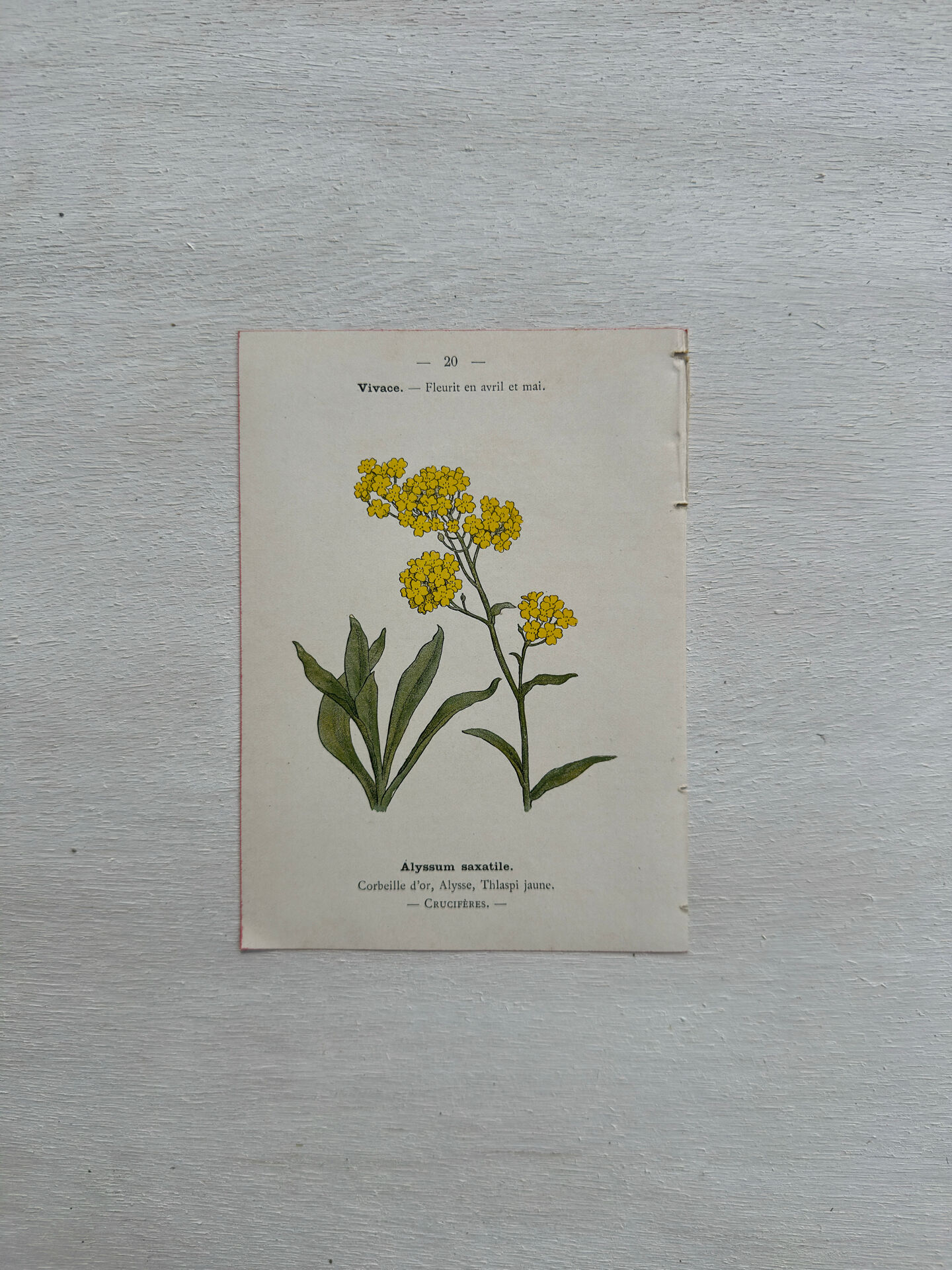 Botanical Plate 1800 Old Naturalist Engraving 19th Century Double-Sided