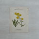 Botanical Plate 1800 Old Naturalist Engraving 19th Century Double-Sided