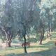 Octave Denis Victor Guillonnet (1872 - 1967) The Olive Trees,