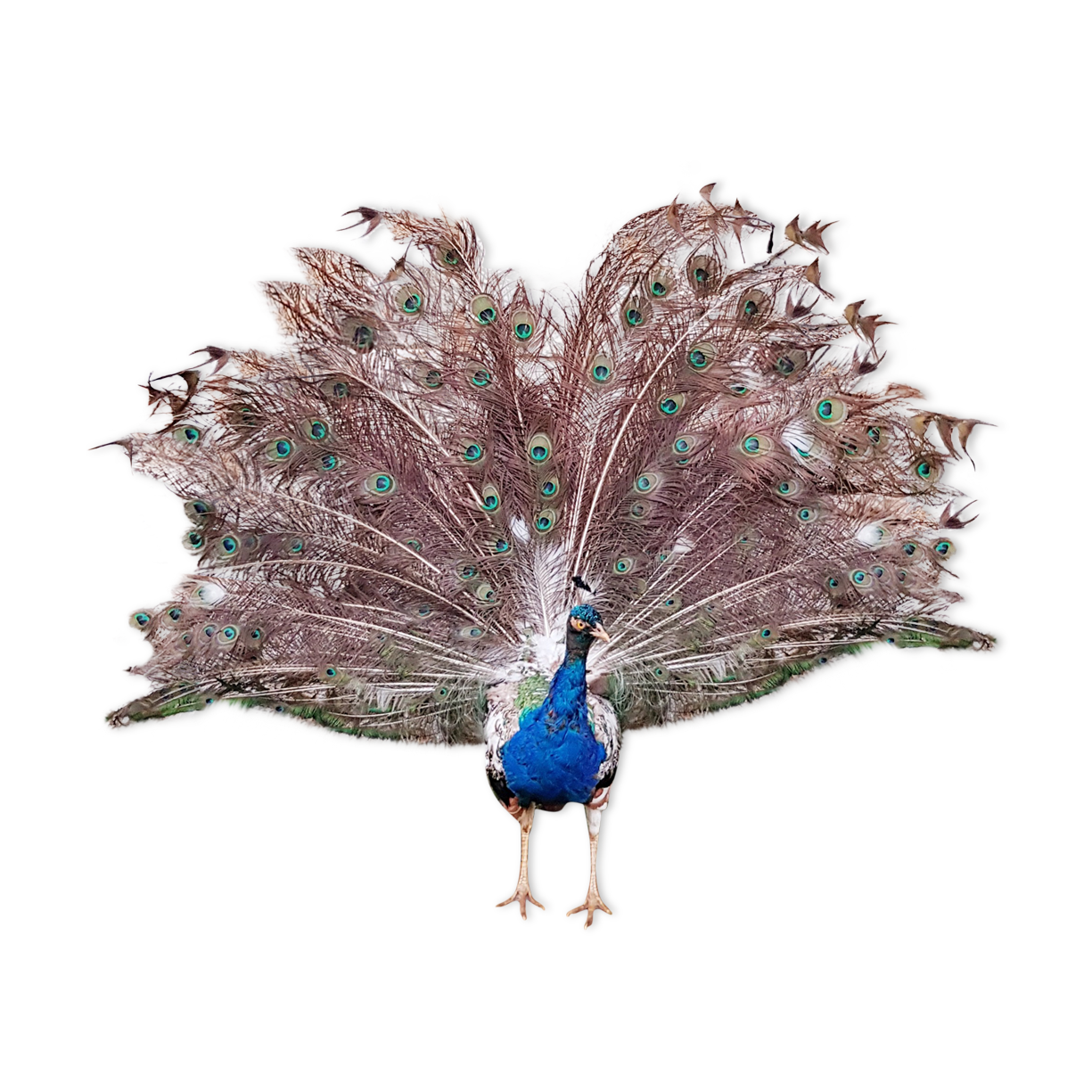 Naturalized blue peacock