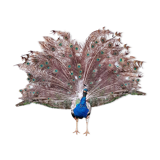 Naturalized blue peacock