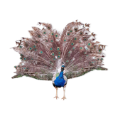 Naturalized blue peacock