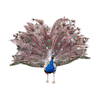 Naturalized blue peacock