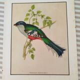 Temnurus core bird illustration