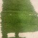 Green fir Berber rug and ecru – Authentic and original artisanal style