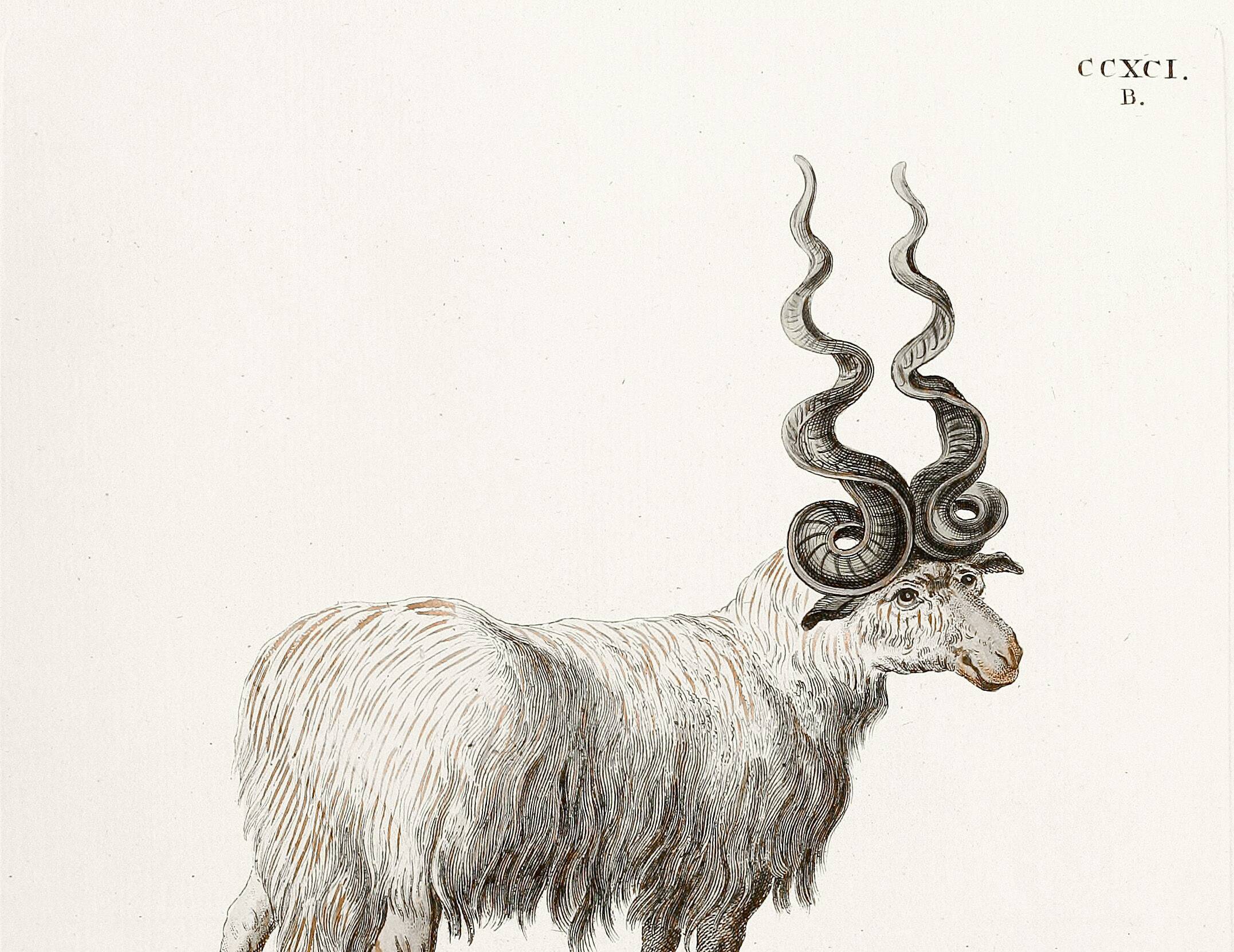 Poster about the mouflon, based on an old engraving from 1774.