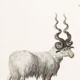 Poster about the mouflon, based on an old engraving from 1774.