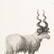 Poster about the mouflon, based on an old engraving from 1774.