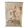 Affiche pédagogique Rémy Perrier et Cepede : Diptères Muscides
