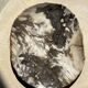 Very large pocket or dish in petrified wood