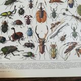 Lithograph on insects from 1928