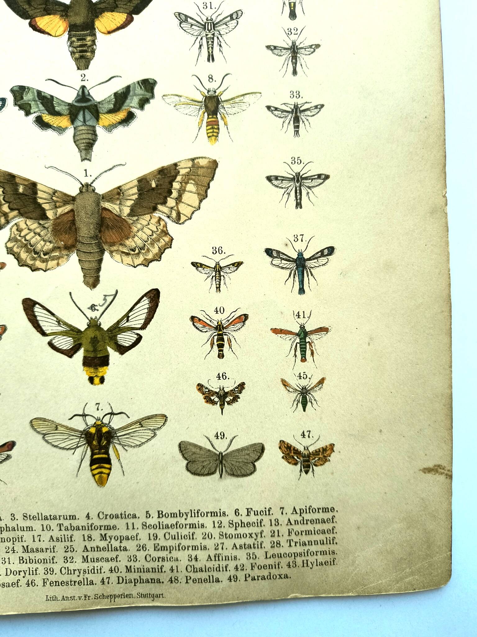 Antique print of Butterflies - Lithograph from 1887 - Populi Illustration