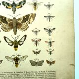 Antique print of Butterflies - Lithograph from 1887 - Populi Illustration