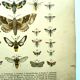 Antique print of Butterflies - Lithograph from 1887 - Populi Illustration