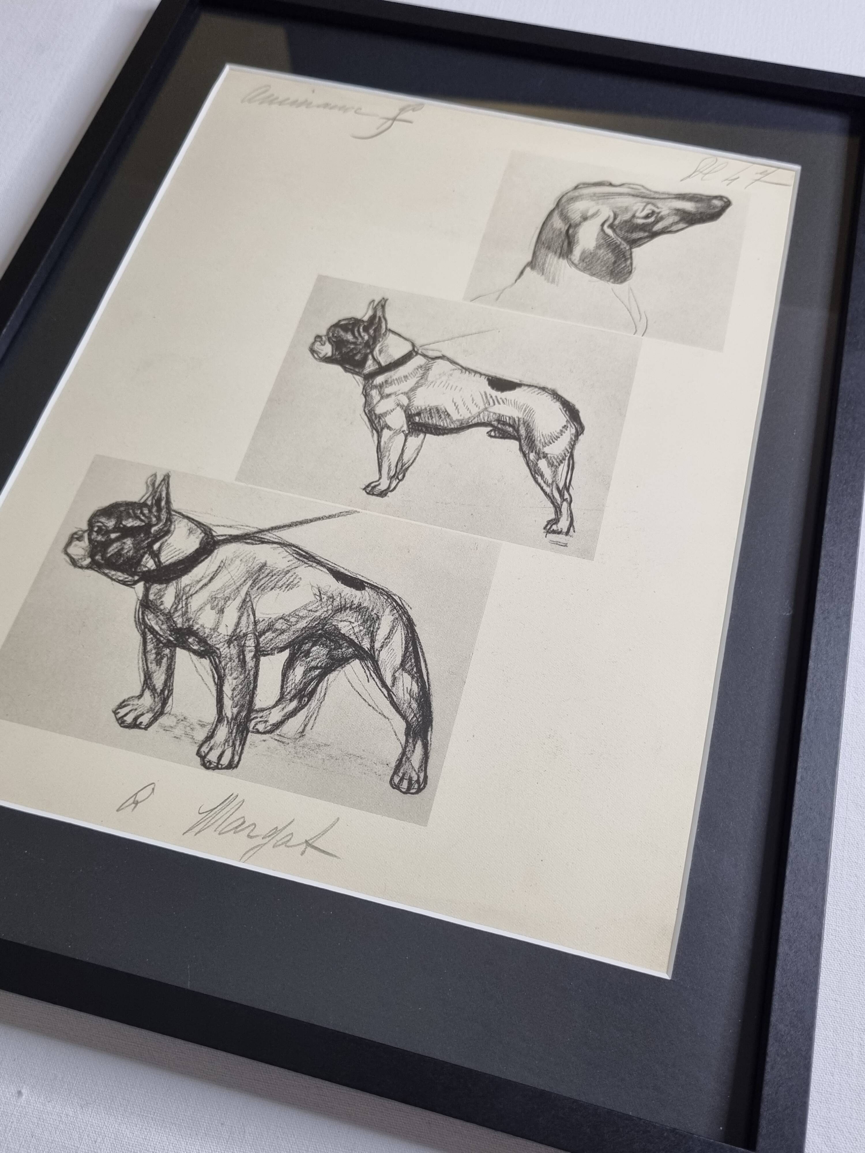 Illustrated plate, Studies of dogs, signed André Margat, 1930, 30 x 40 cm