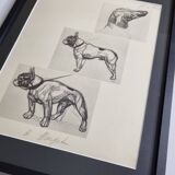 Illustrated plate, Studies of dogs, signed André Margat, 1930, 30 x 40 cm