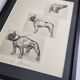 Illustrated plate, Studies of dogs, signed André Margat, 1930, 30 x 40 cm