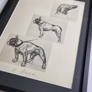 Planche illustrée, Études de chiens, signée André Margat, 1930