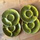 Gien plates