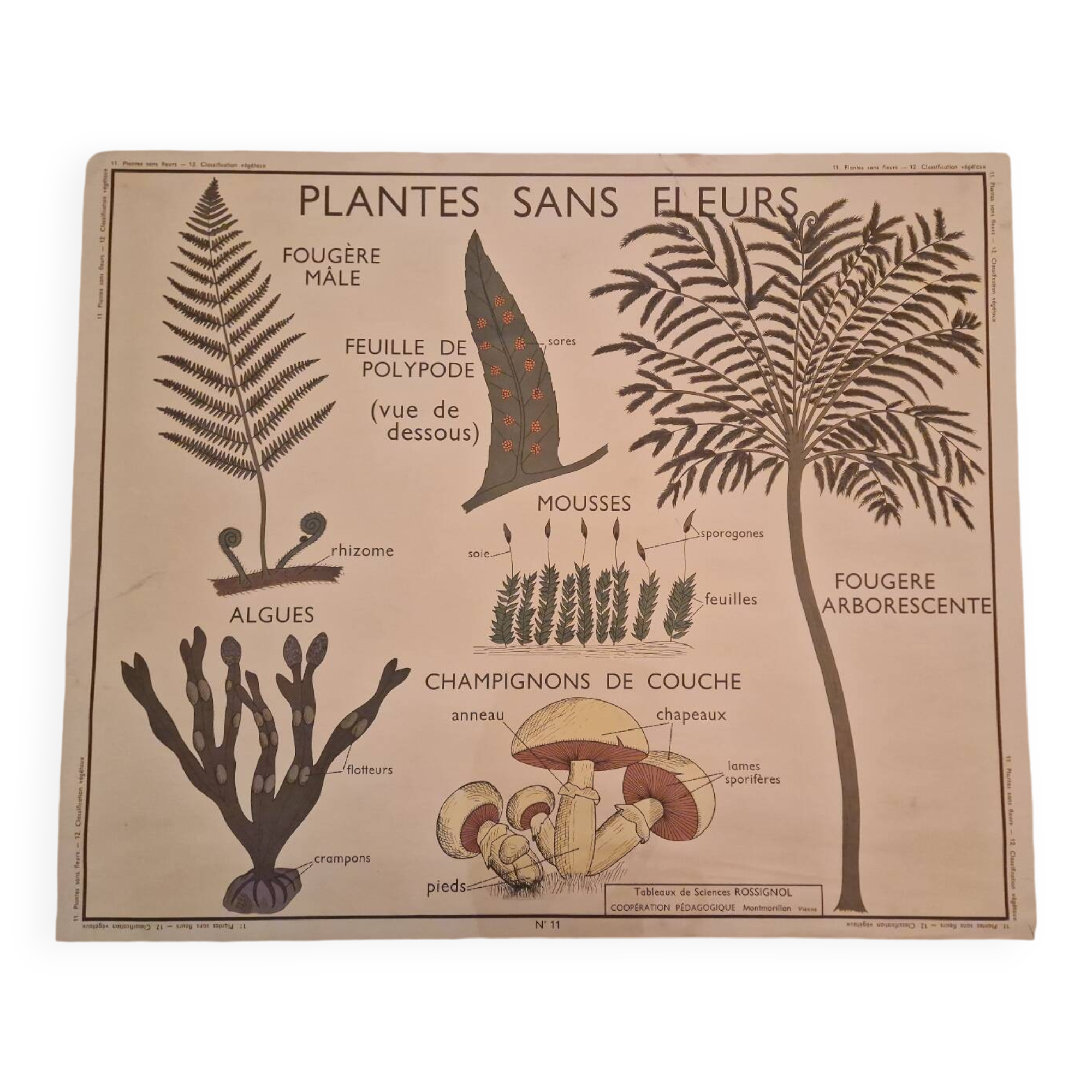 Old school poster Rossignol vintage 50s botanical plants without flowers