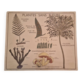 Old school poster Rossignol vintage 50s botanical plants without flowers