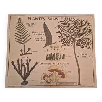 Old school poster Rossignol vintage 50s botanical plants without flowers