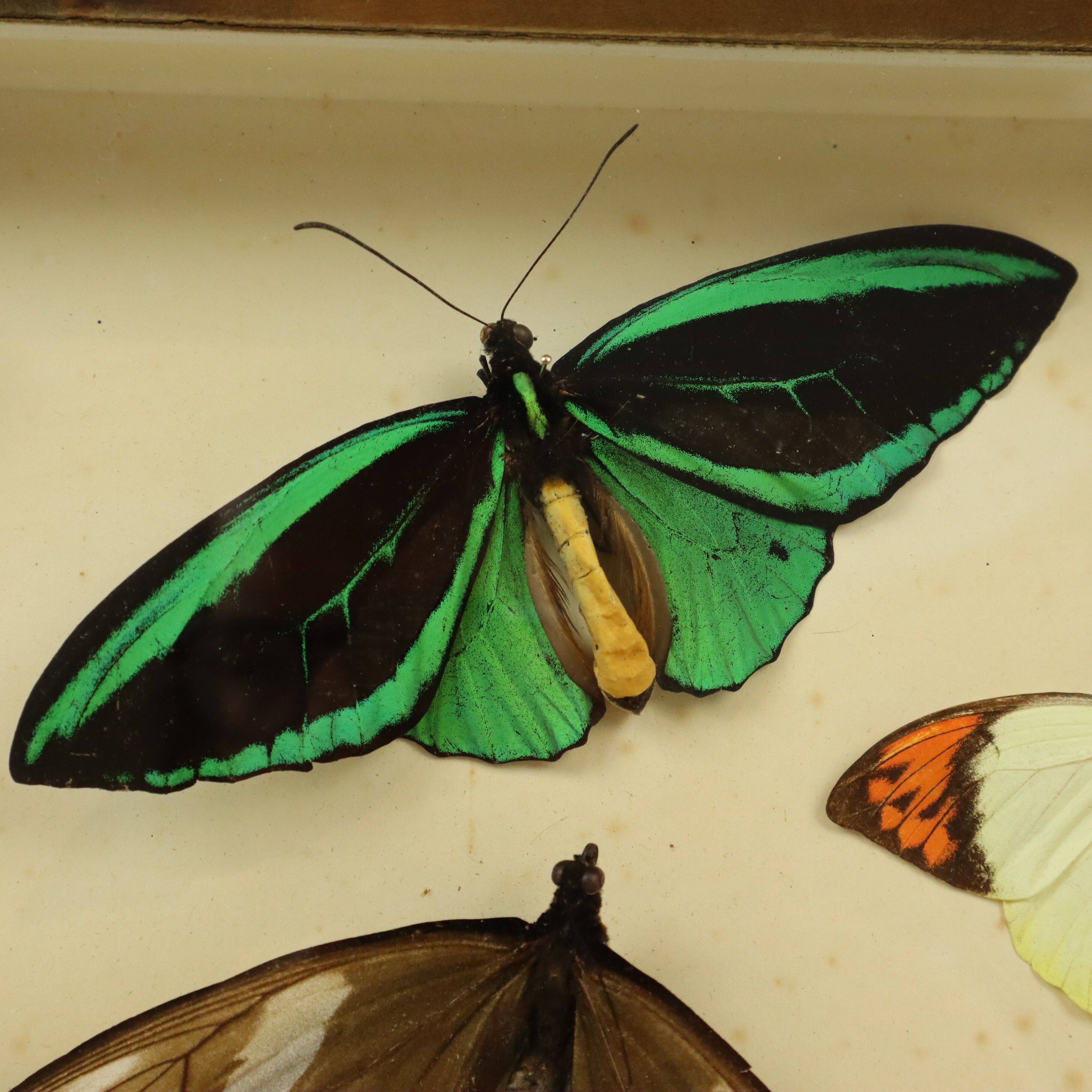 Colorful Framed Tropical Butterflies Taxidermy Mounted Insect Display 8 Pieces 40x30cm