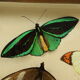 Colorful Framed Tropical Butterflies Taxidermy Mounted Insect Display 8 Pieces 40x30cm