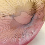 Ambiente Zwiesel Vase