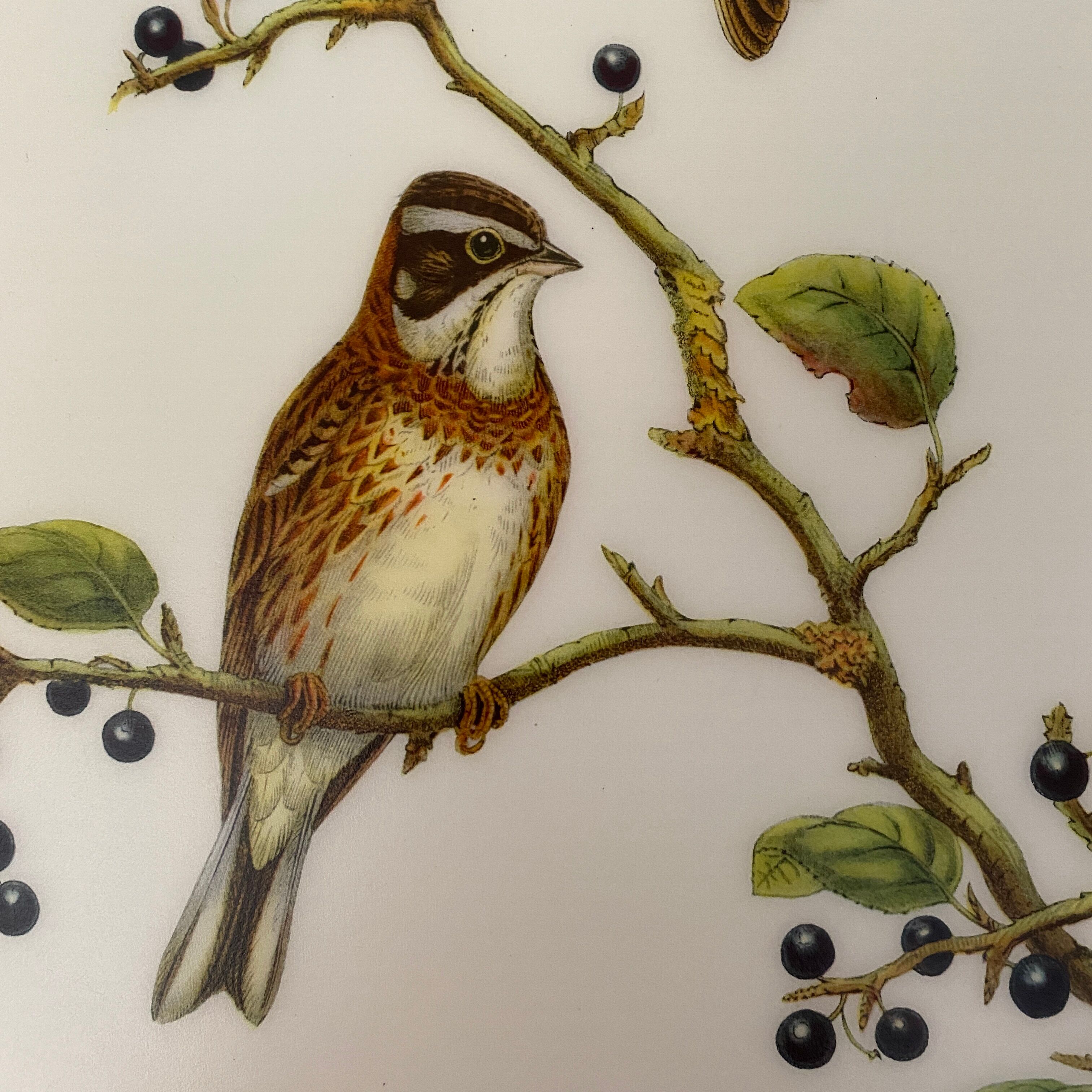 Vintage poster, birds by J Gould