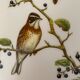 Vintage poster, birds by J Gould