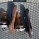 Pair of amber green wall candle holders