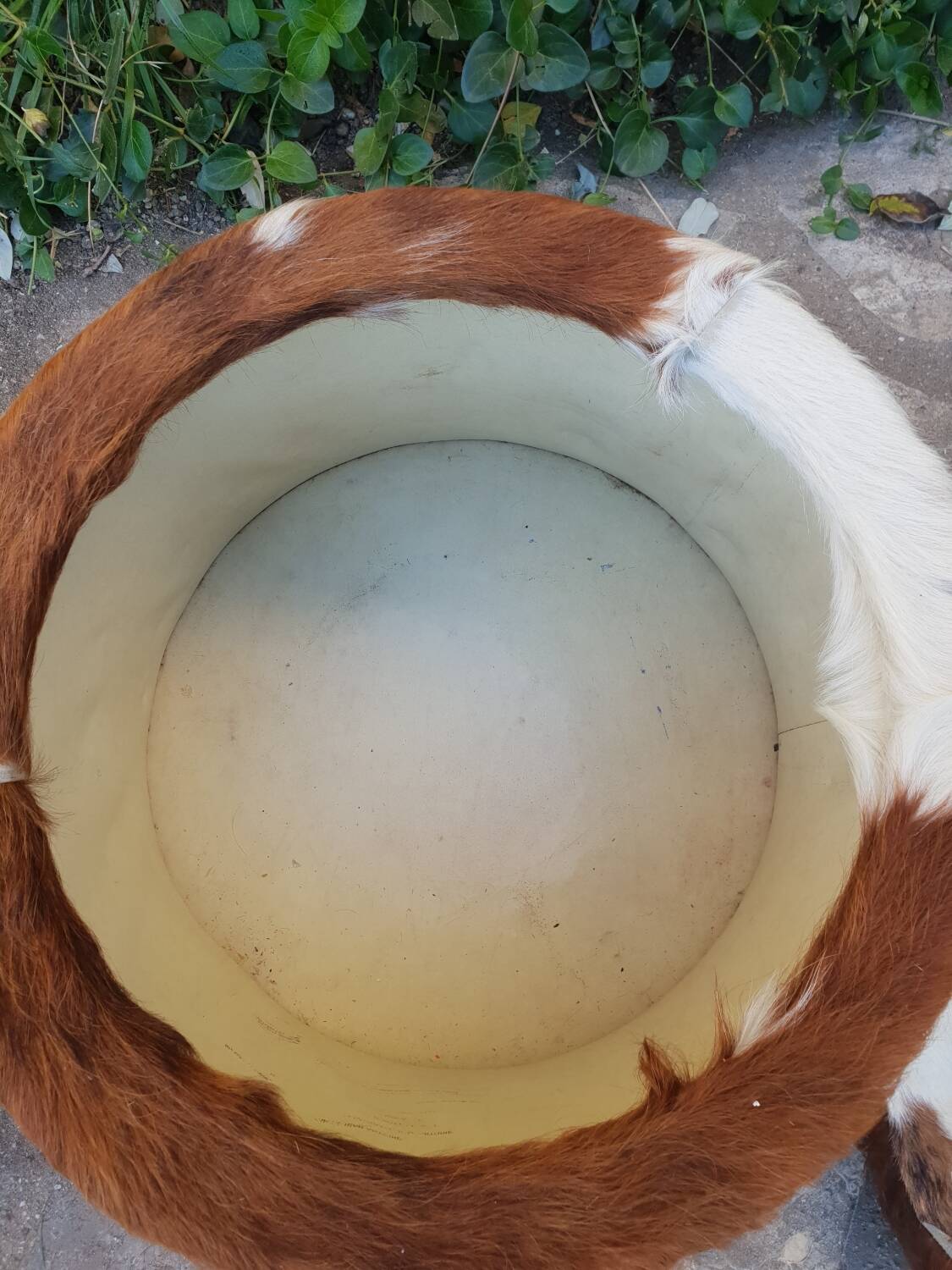 Cowhide chest pouf, 1970