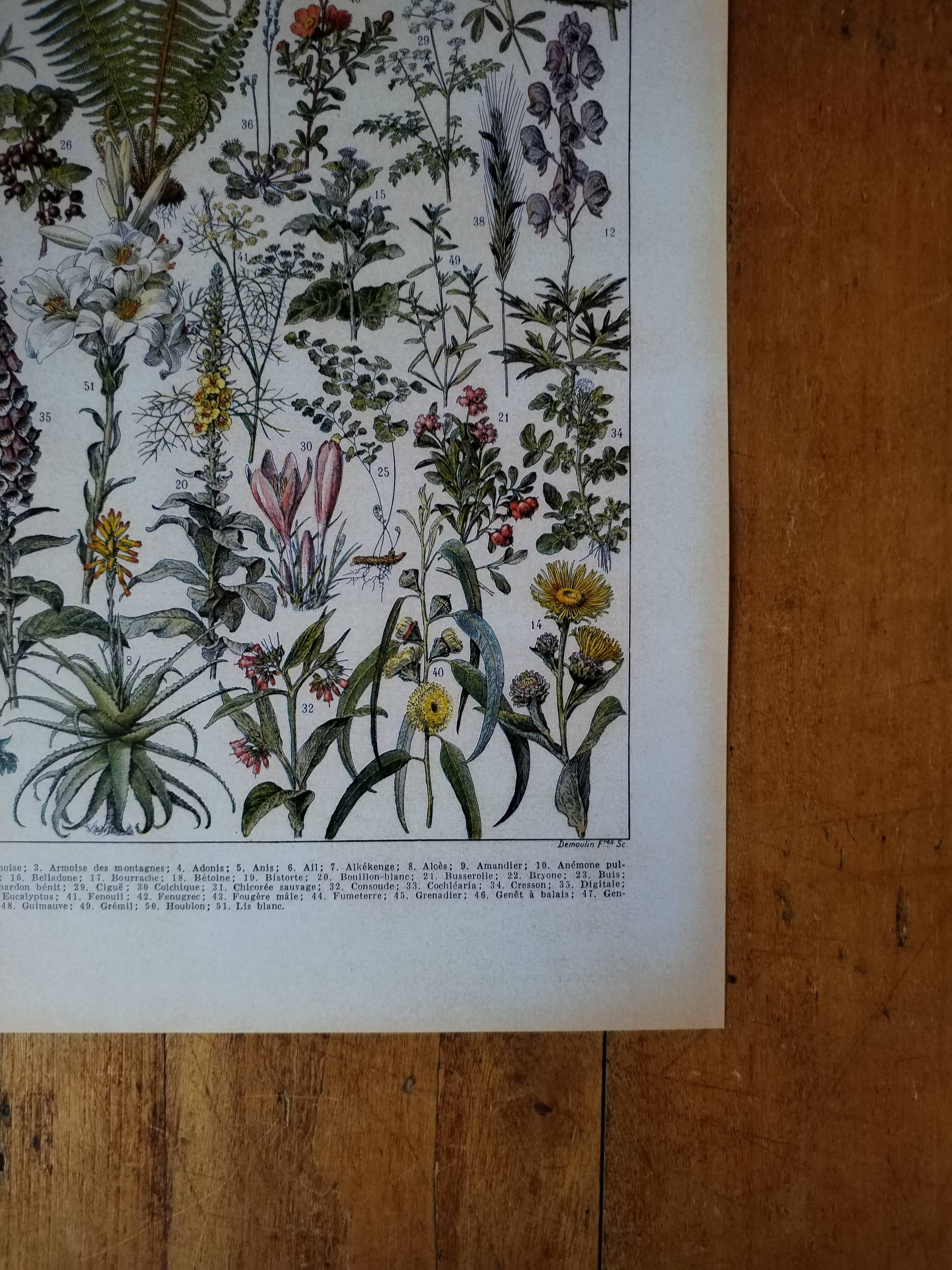 Original lithograph on medicinal plants (1)