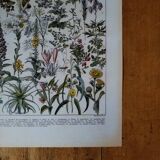 Original lithograph on medicinal plants (1)