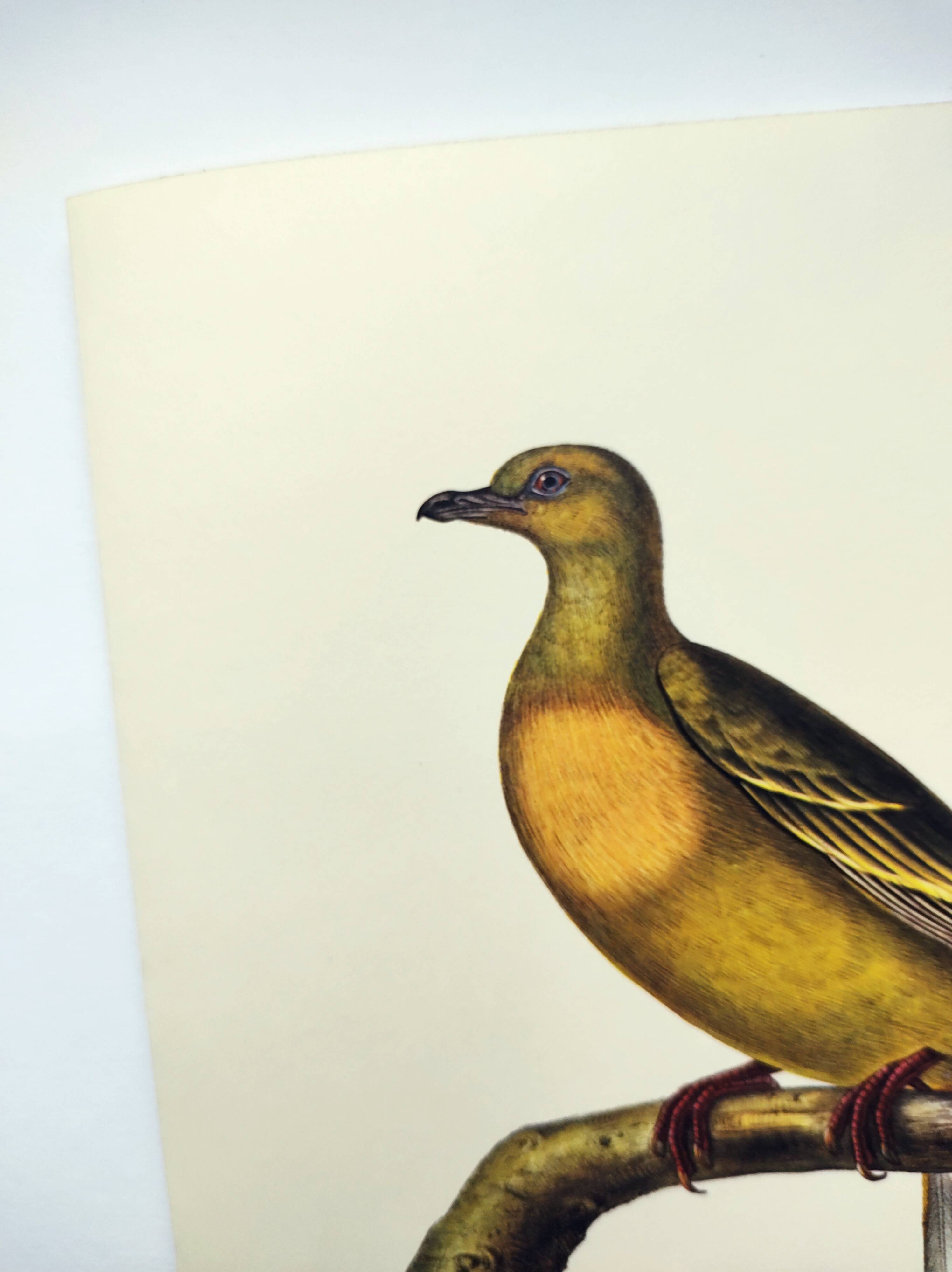 Old illustration - Pointed tail pigeon - Bird plate