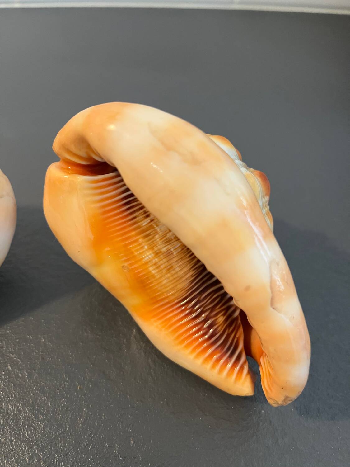 Pair of large seashells cyprae cassis rufa