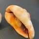 Pair of large seashells cyprae cassis rufa