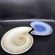 shell plates