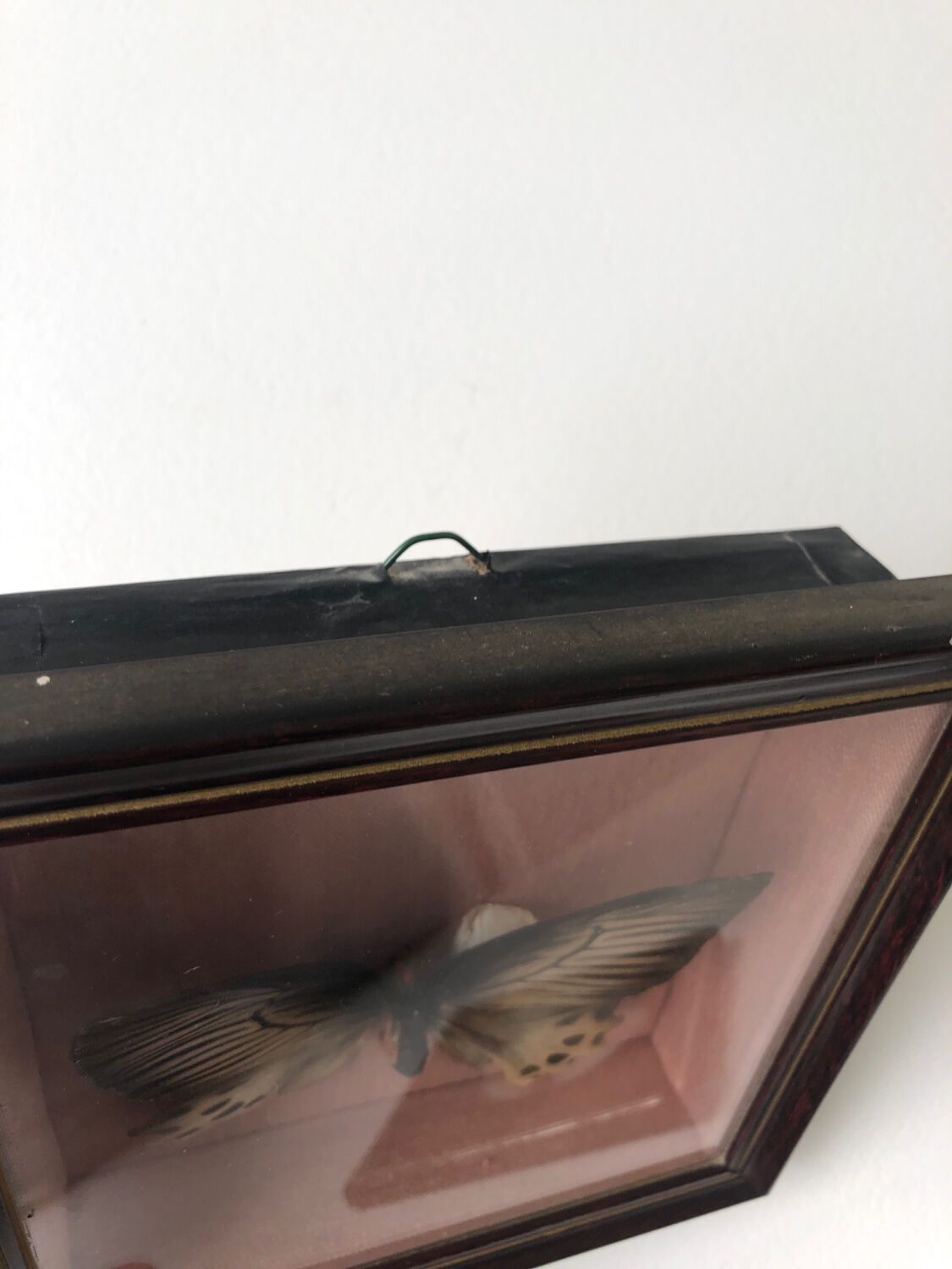 Lot of stuffed butterflies