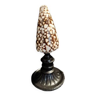 Cabinet de Curiosités coquillage conus marmoreus sur socle