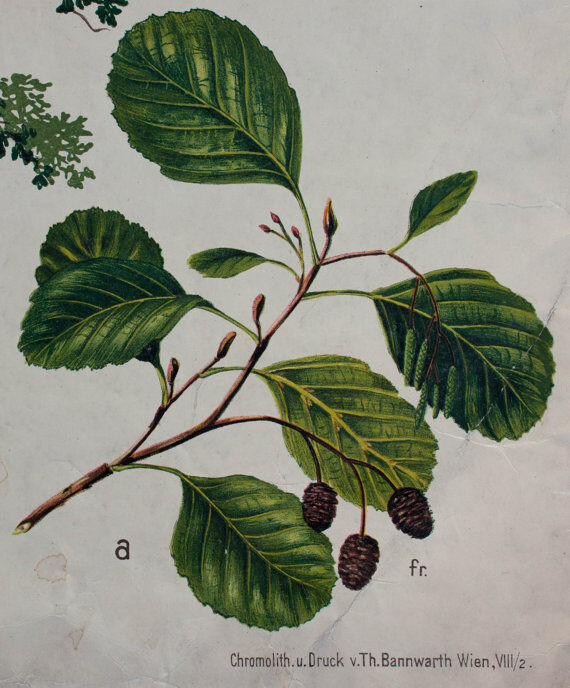 Poster alder tree by Joh. Kautsky sen und g. c. Beck for Gerold & Sohn 1879