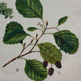 Poster alder tree by Joh. Kautsky sen und g. c. Beck for Gerold & Sohn 1879