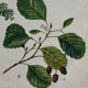 Poster alder tree by Joh. Kautsky sen und g. c. Beck for Gerold & Sohn 1879