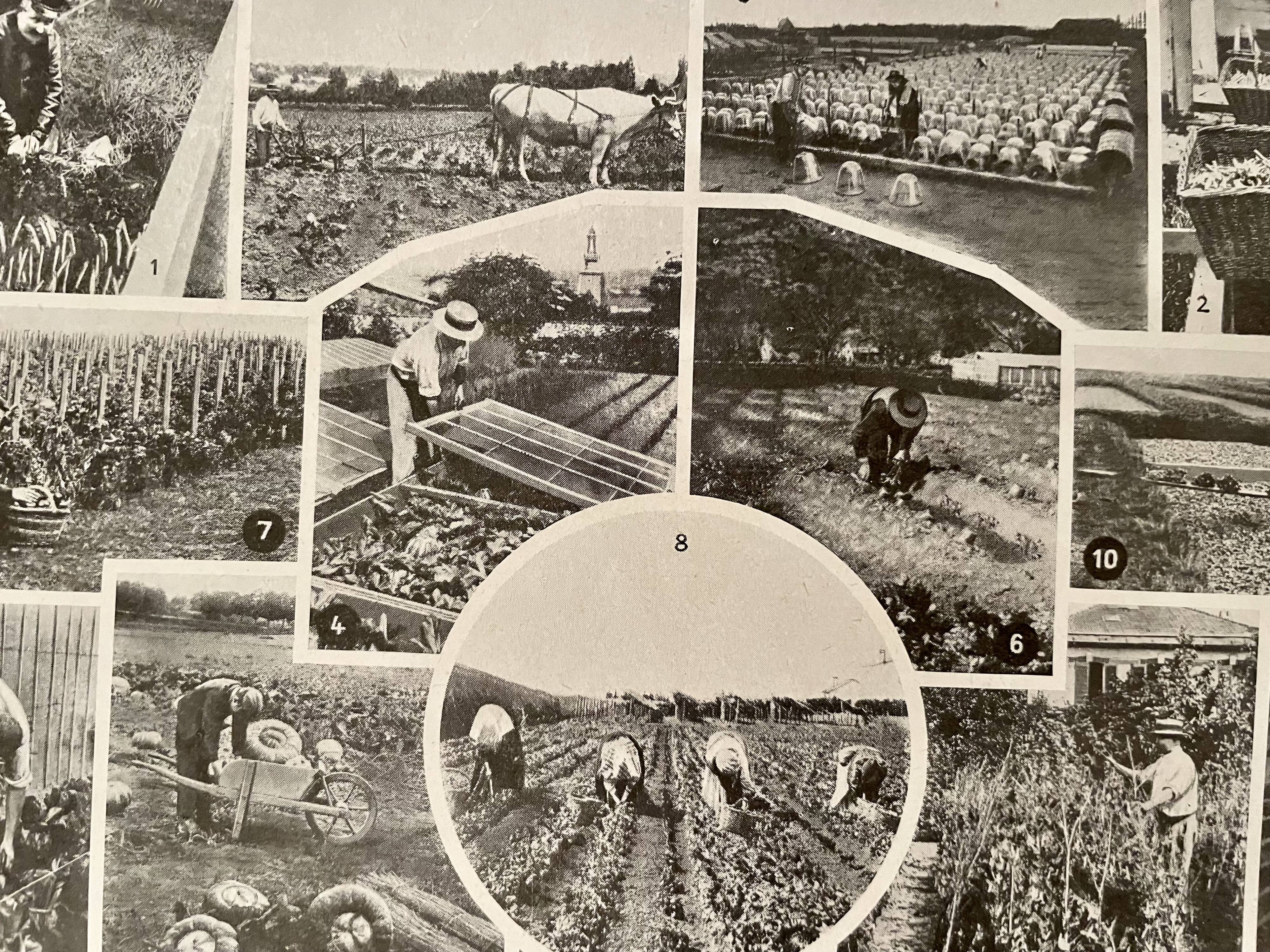 Lithographie sur les légumes et plantes potagères - 1920