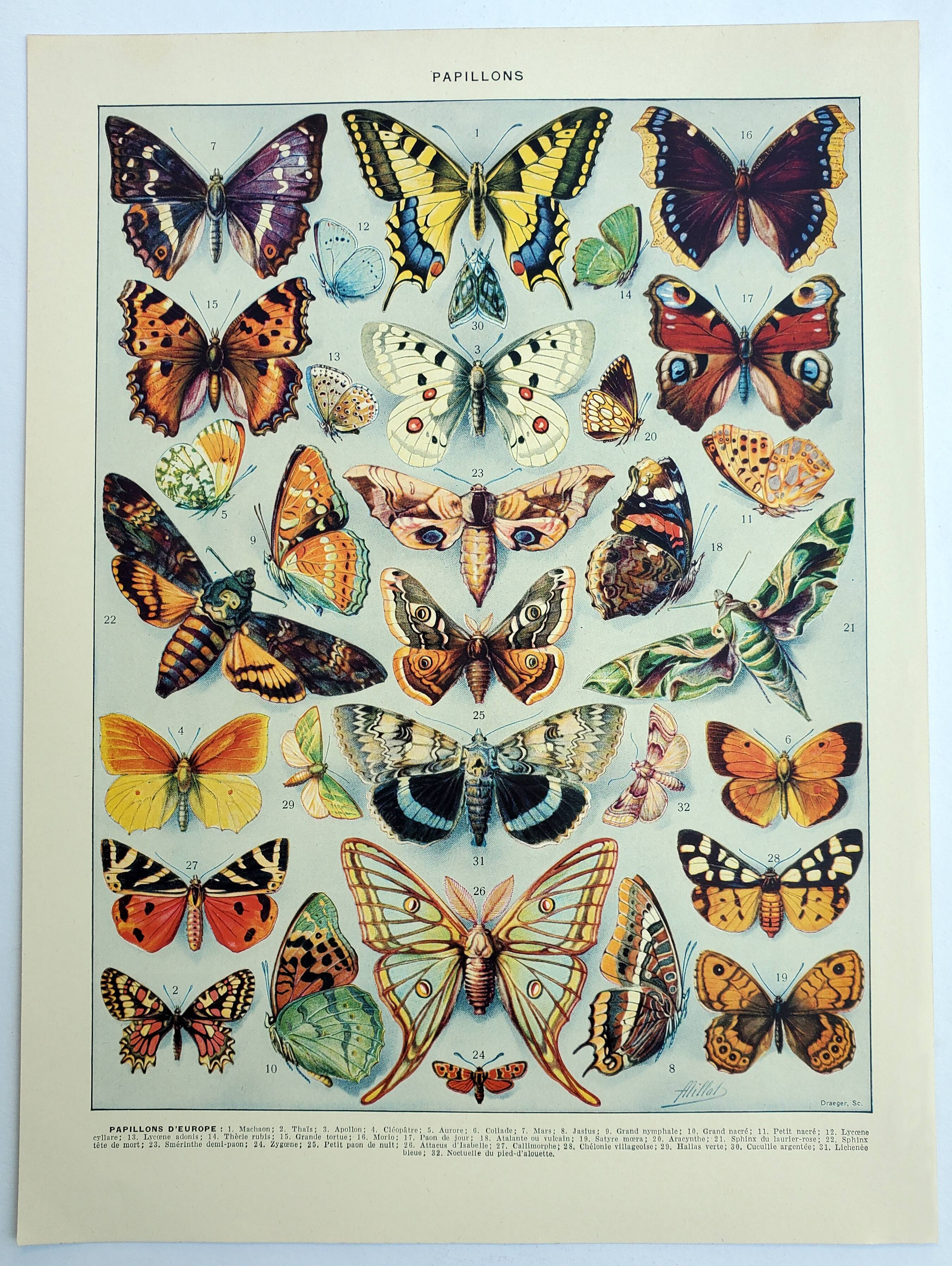 Old engraving 1928, Butterflies of Europe, entomology, insect • Lithograph, Original plate