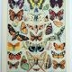 Old engraving 1928, Butterflies of Europe, entomology, insect • Lithograph, Original plate