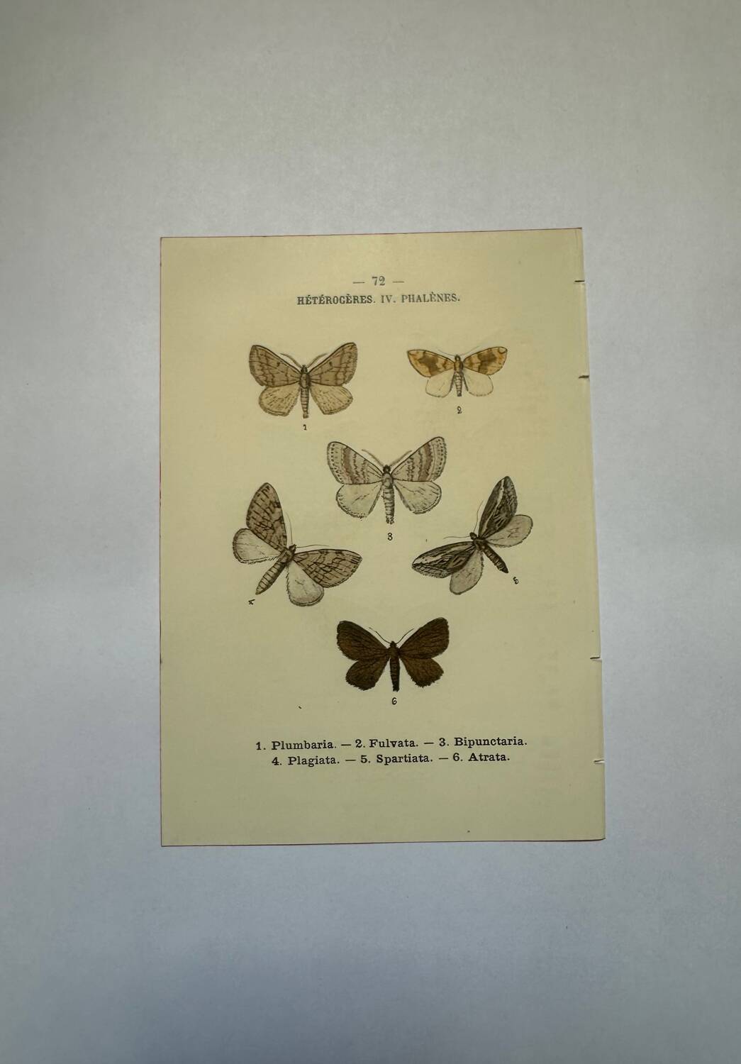 Botanical engraving butterflies double-sided naturalist plate Etching