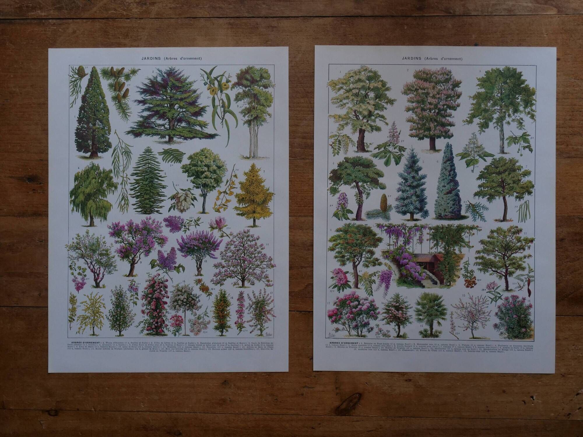 Lot of lithographs on gardens, feathers, medicinal plants and the orchard
