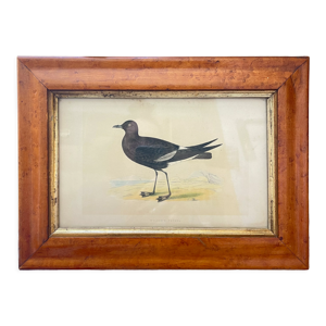 Lithographies couleur oiseaux encadrées